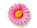 Pink Daisy