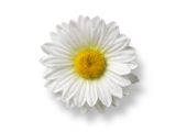 White Daisy