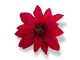 Red Poinsettia