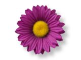 Purple Daisy