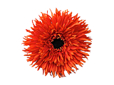 Orange Daisy