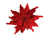 Poinsettia