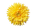 Yellow Daisy