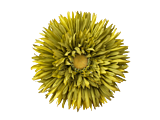 Lime Green Daisy