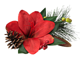Amaryllis