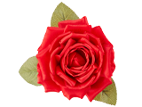 Red Rose