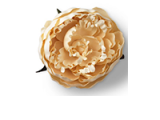 Cream Peony