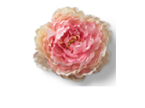 Pink Peony