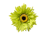 Lime Green Daisy