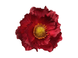 Red Poppy